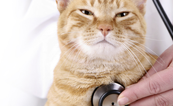 Dr. Sophie with a cat